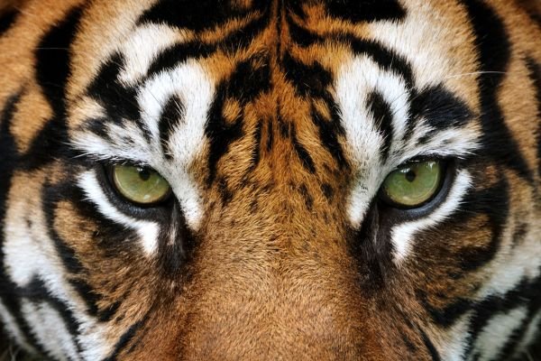 O Ano do Tigre: O que o Horóscopo Chinês Revela